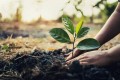 Multicultural Community Tree Planting